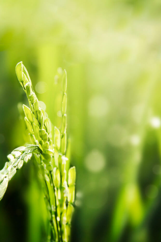 Field Crops